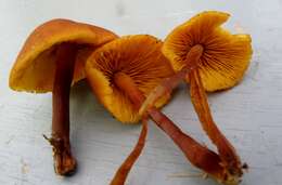 Imagem de Gymnopilus bellulus (Peck) Murrill 1917