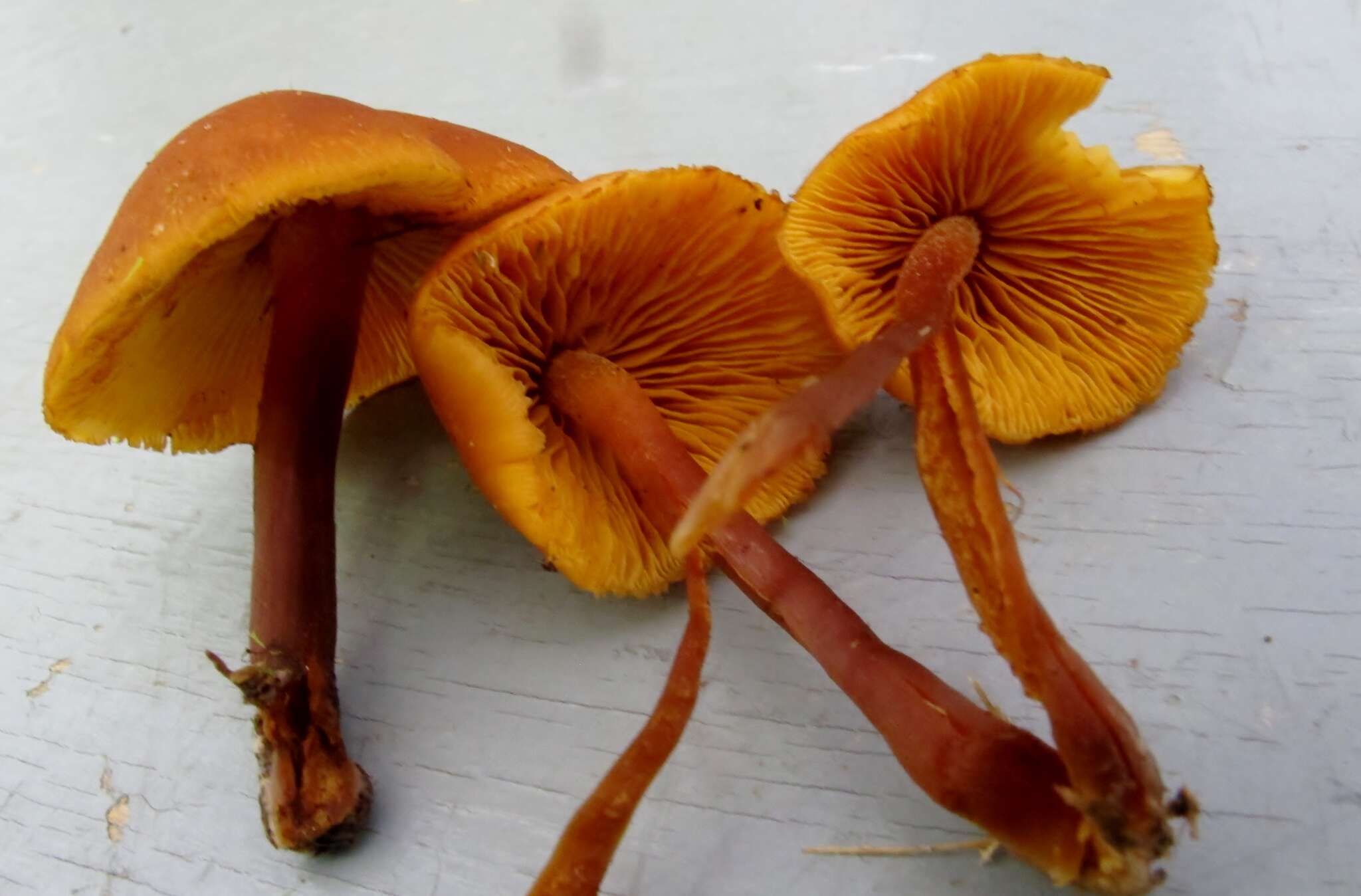 Imagem de Gymnopilus bellulus (Peck) Murrill 1917