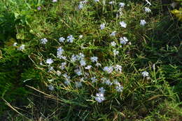 صورة Dianthus longicalyx Miq.