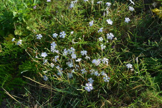 Dianthus longicalyx Miq.的圖片