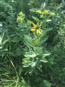 Image de Silphium asteriscus L.