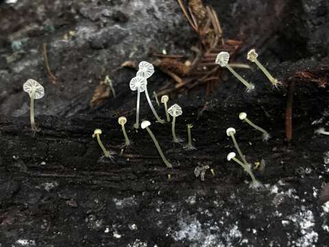 Image of Phloeomana speirea (Fr.) Redhead 2013