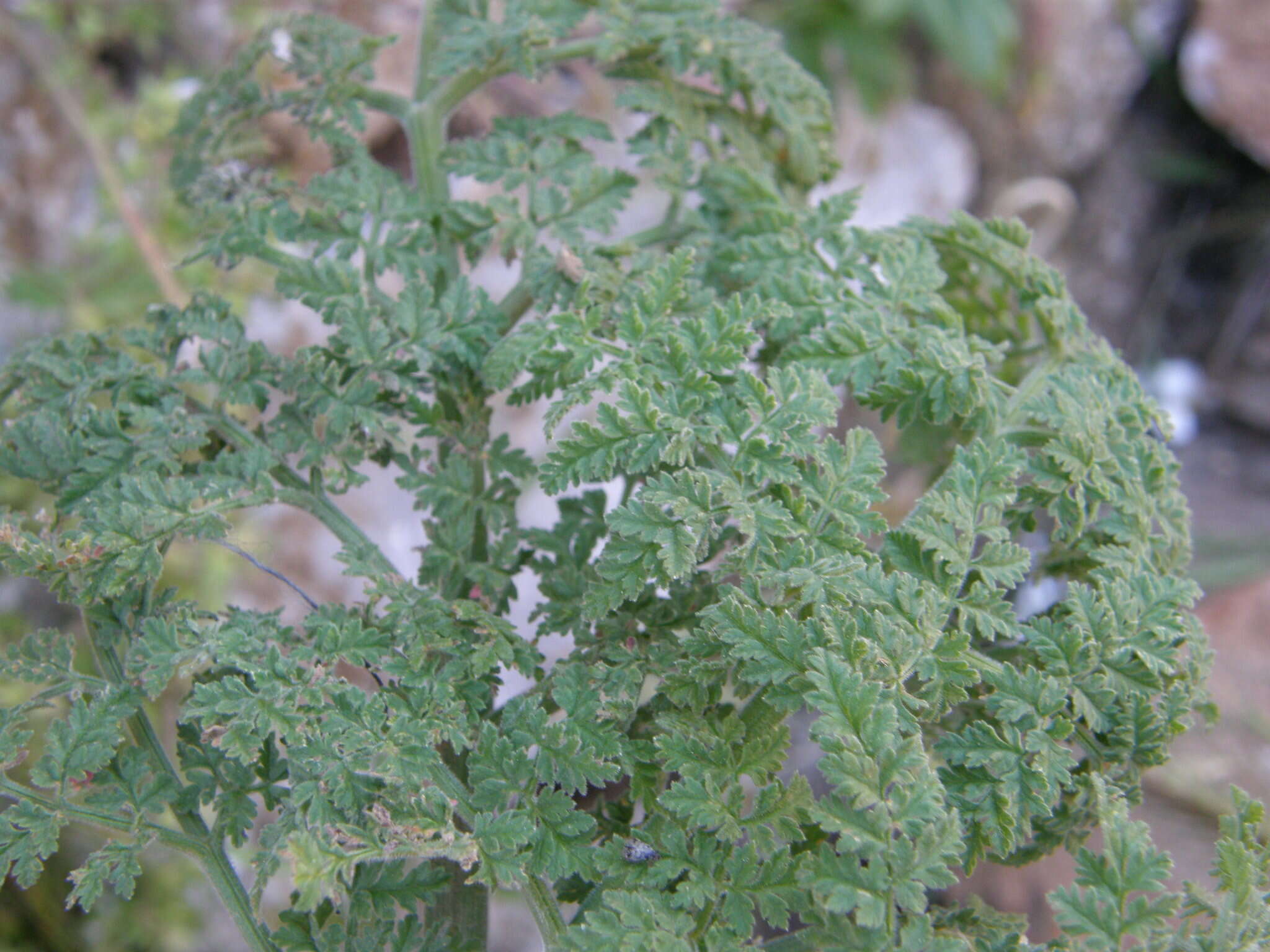 Image of Athamanta sicula L.