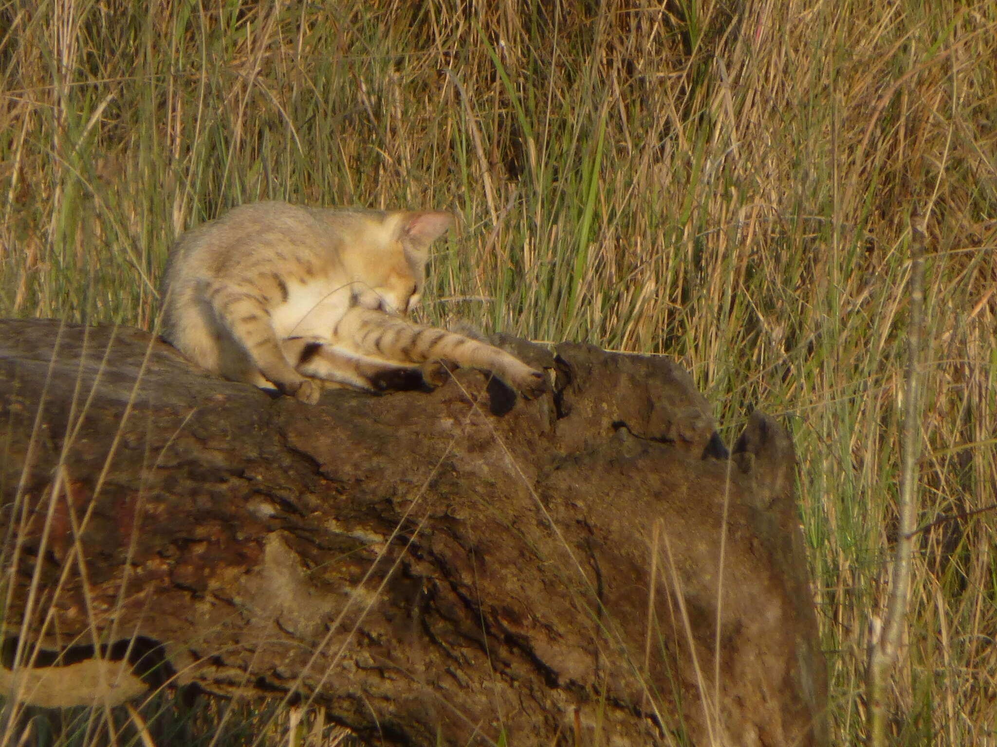 Image of jungle cat