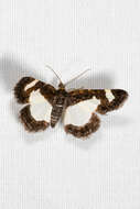 Image of Common Spring Moth