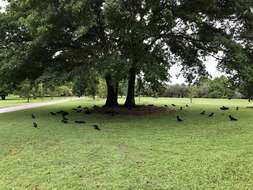 Image of Red-tailed Black-Cockatoo