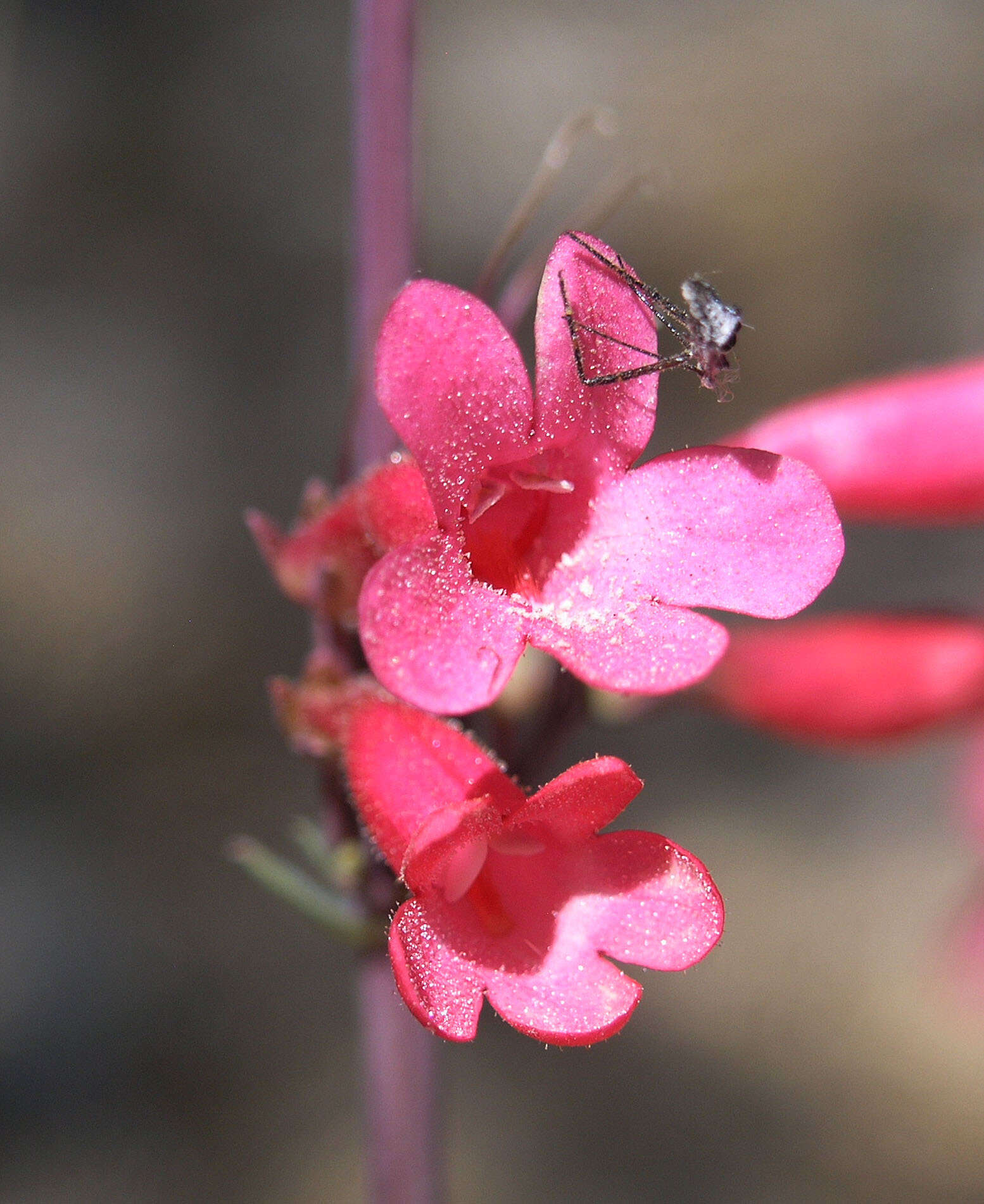 Image de Penstemon superbus A. Nels.