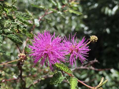 Image of <i>Mimosa uraguensis</i>