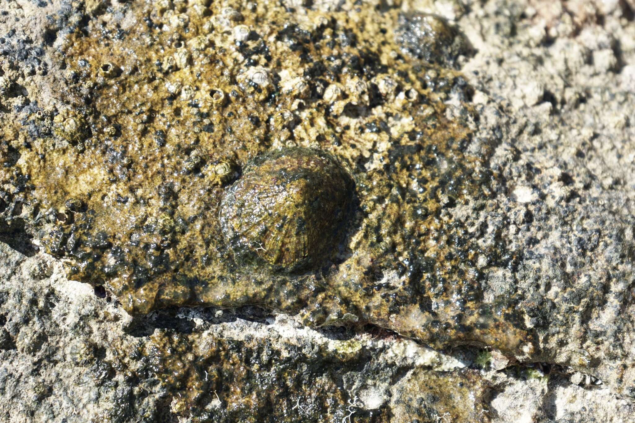 Image of China limpet