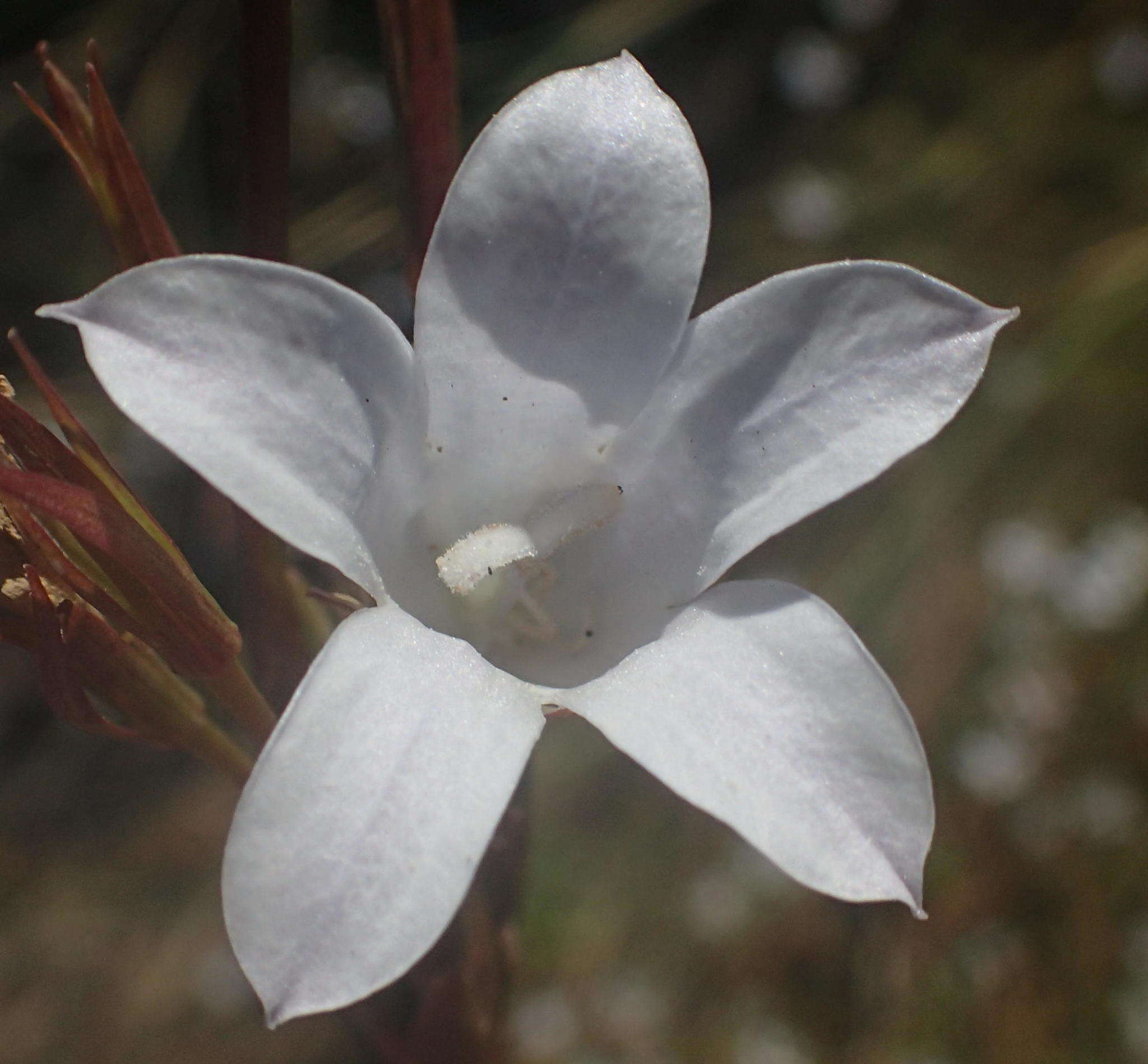 Prismatocarpus campanuloides var. campanuloides resmi