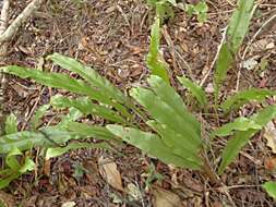 Image of climbing birdsnest fern