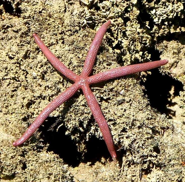 Image de Comète de mer