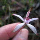 Image of Sugar candy orchid