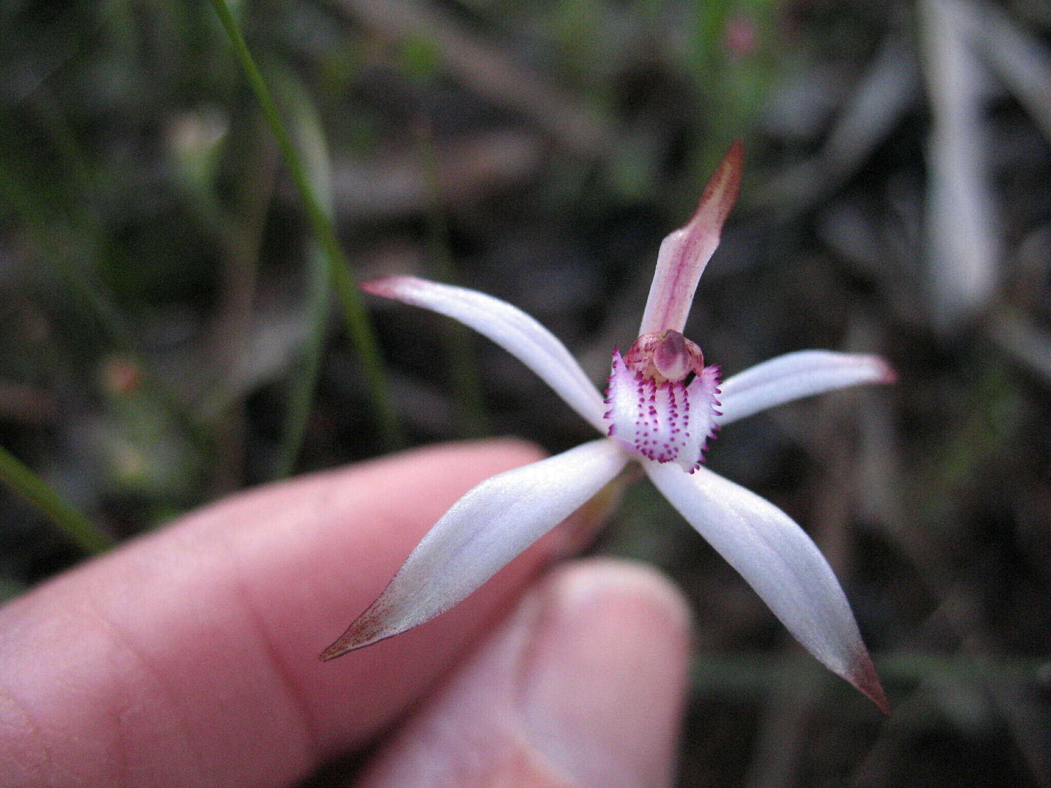 Image of Sugar candy orchid