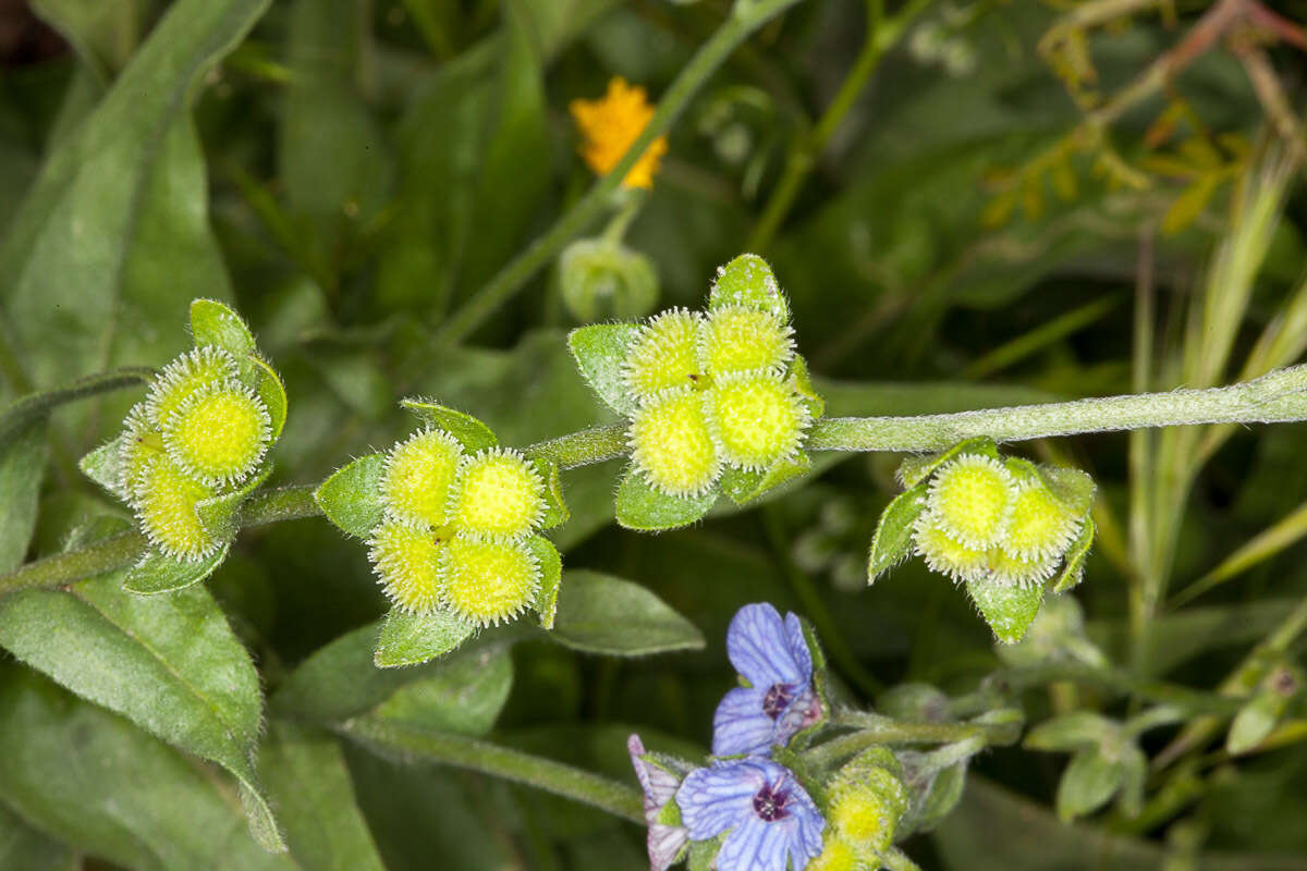 Image of blue hound's tongue