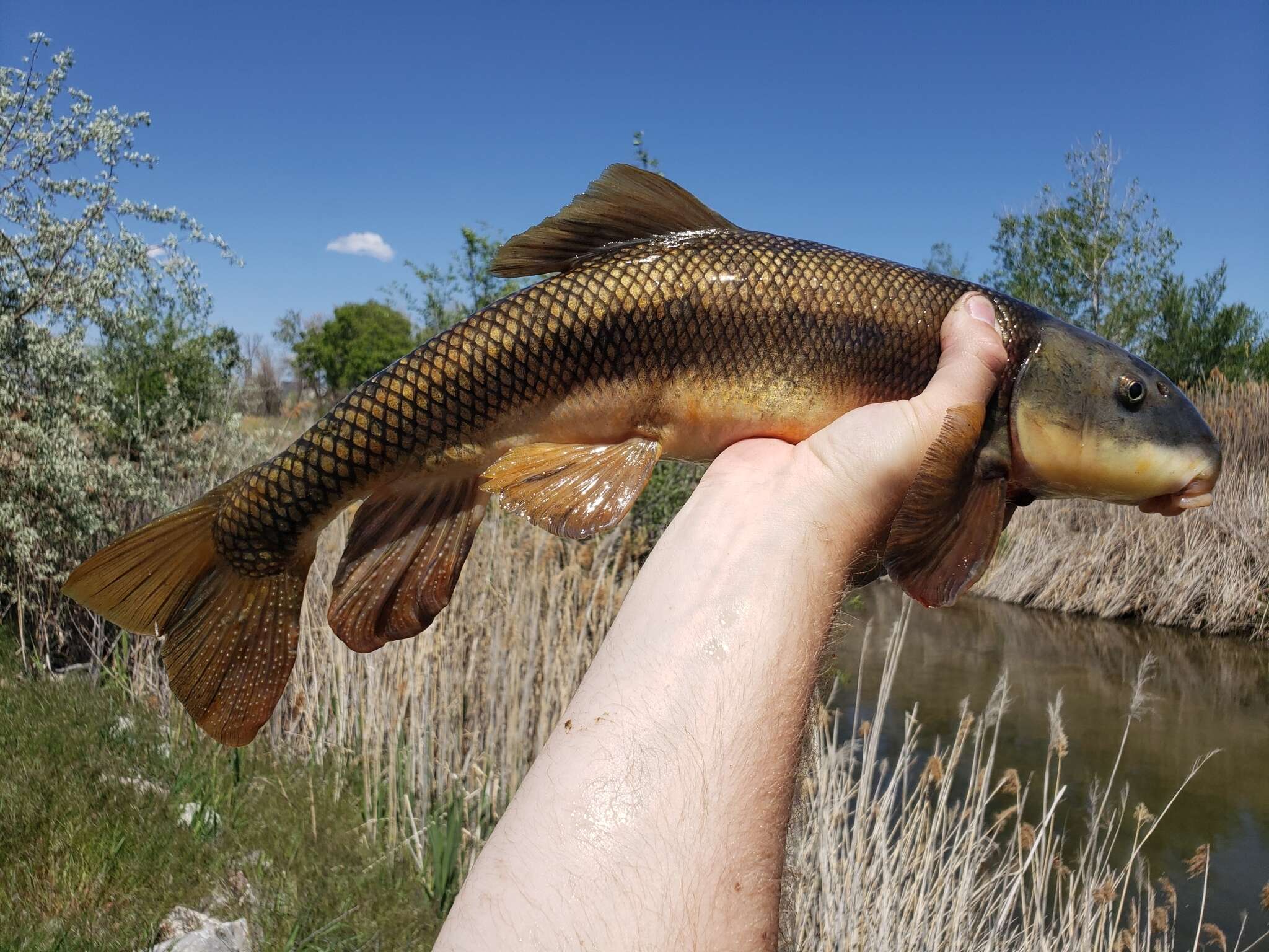 Image of Utah Sucker