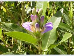 Acanthus ilicifolius L. resmi