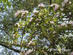 Imagem de Rhododendron ovatum (Lindl.) Planch. ex Maxim.