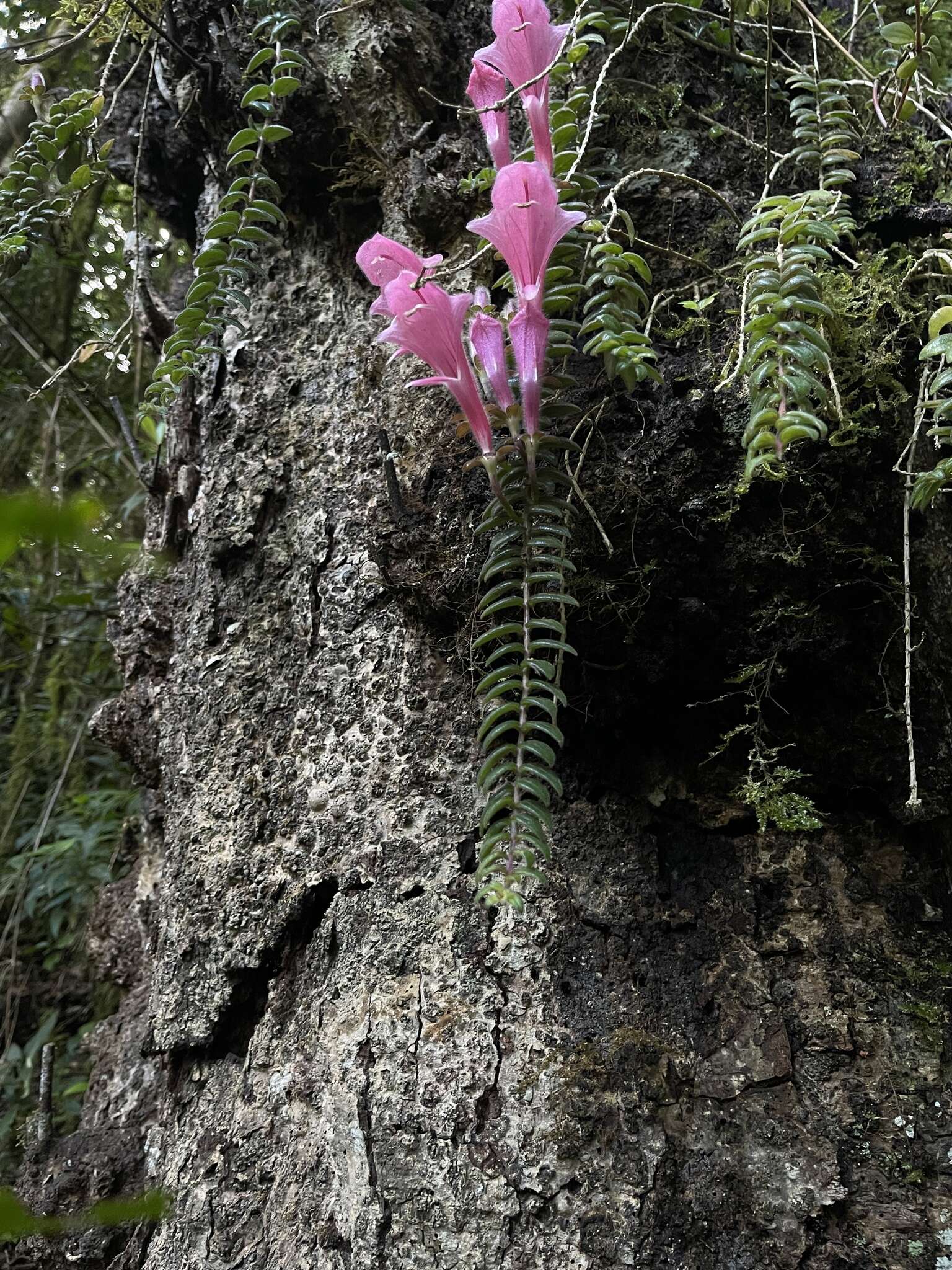 Image of Columnea chiricana Wiehler