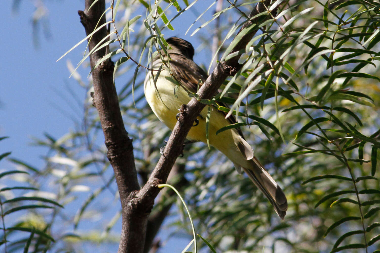 Image of Dusky-capped Flycatcher