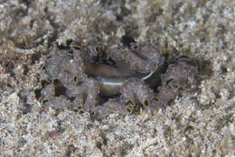 Image of Frilly baby poo flatworm