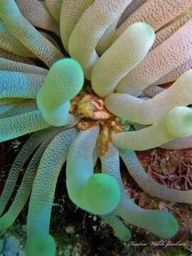 صورة Mithraculus cinctimanus Stimpson 1860