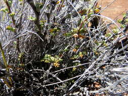 Image of Hermannia desertorum Eckl. & Zeyh.