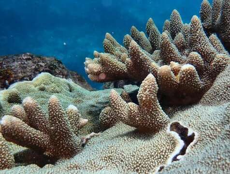 Image of Acropora robusta (Dana 1846)