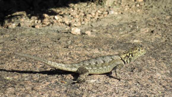 Image of Spiny lava lizard