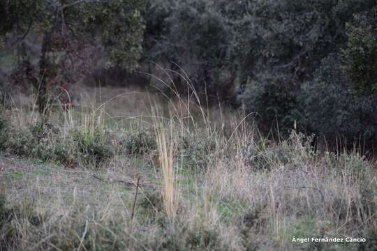 Image of Stipa lagascae Roem. & Schult.