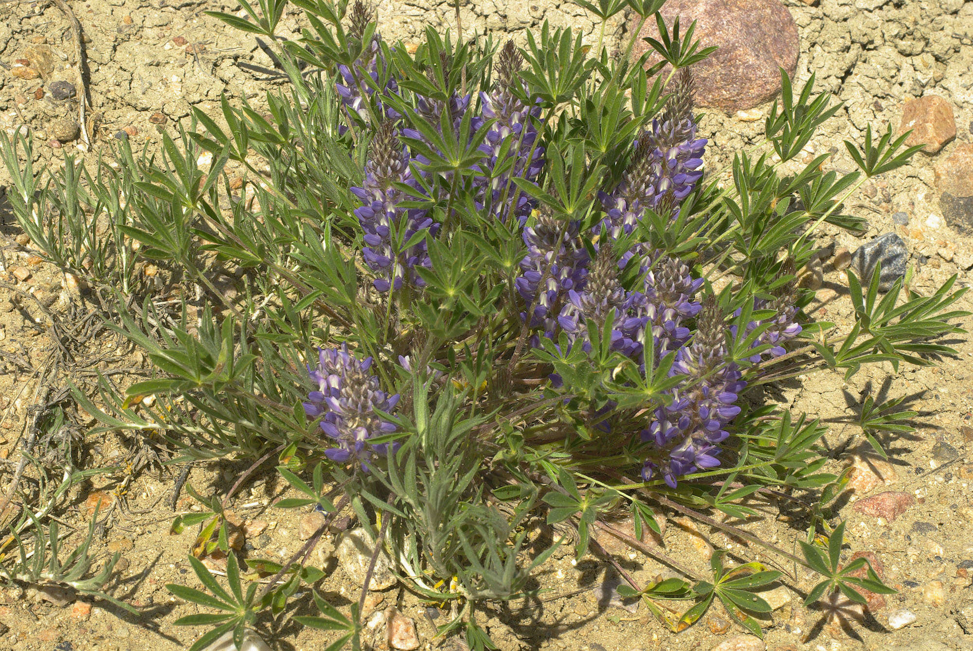 Image of stemless dwarf lupine