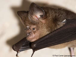 Image of Horsfield's Leaf-nosed Bat