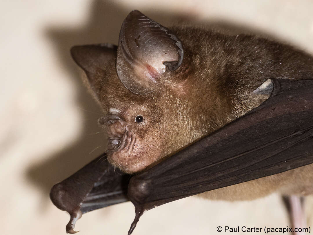 Image of Horsfield's Leaf-nosed Bat