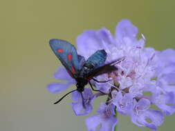 Image of <i>Zygaena romeo</i>