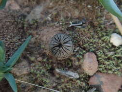 صورة Cephalophyllum diversiphyllum (Haw.) N. E. Br.