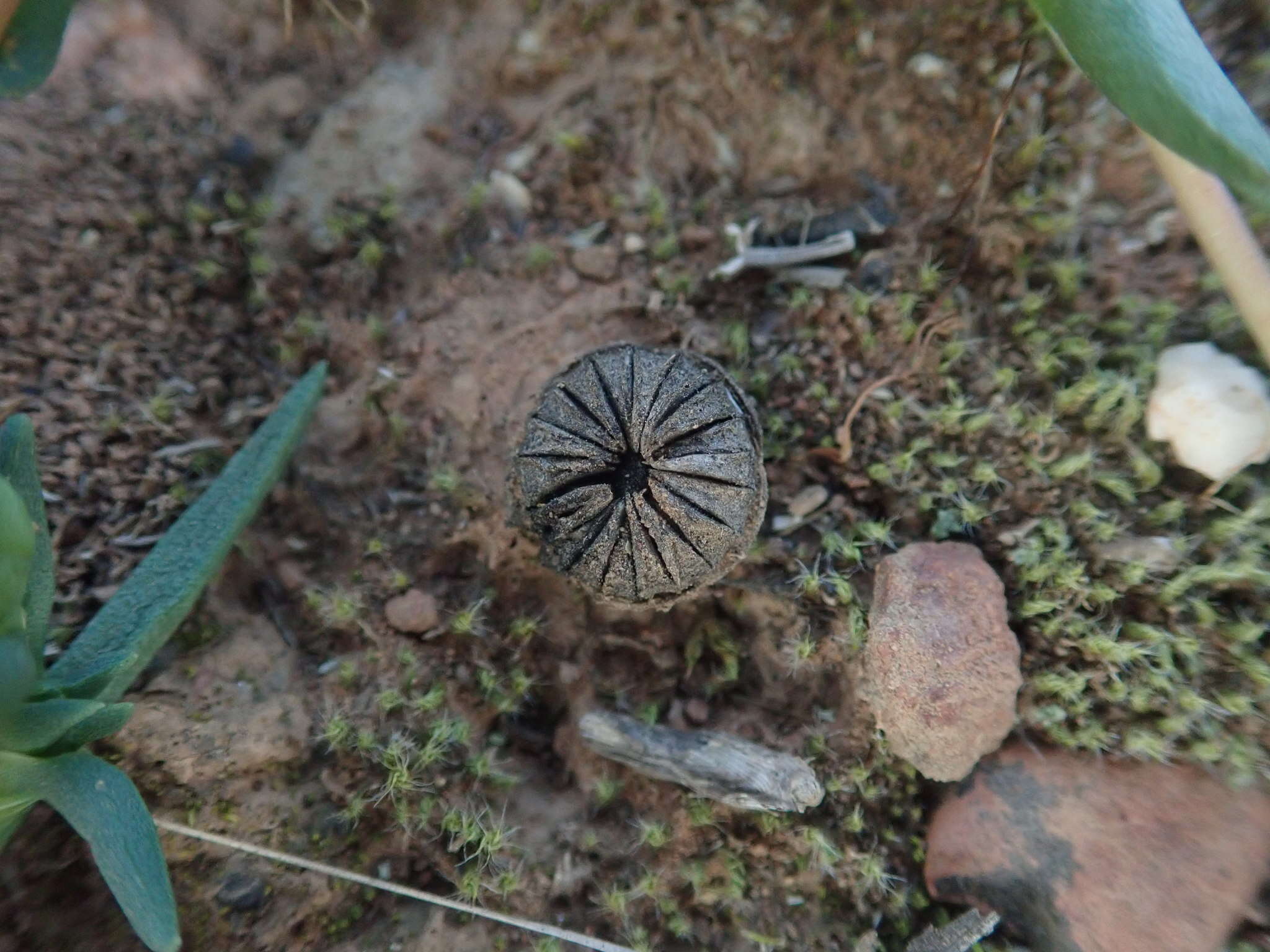 صورة Cephalophyllum diversiphyllum (Haw.) N. E. Br.