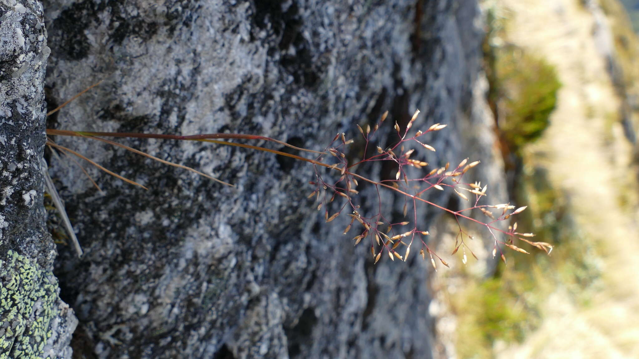 Image of Agrostis dyeri Petrie