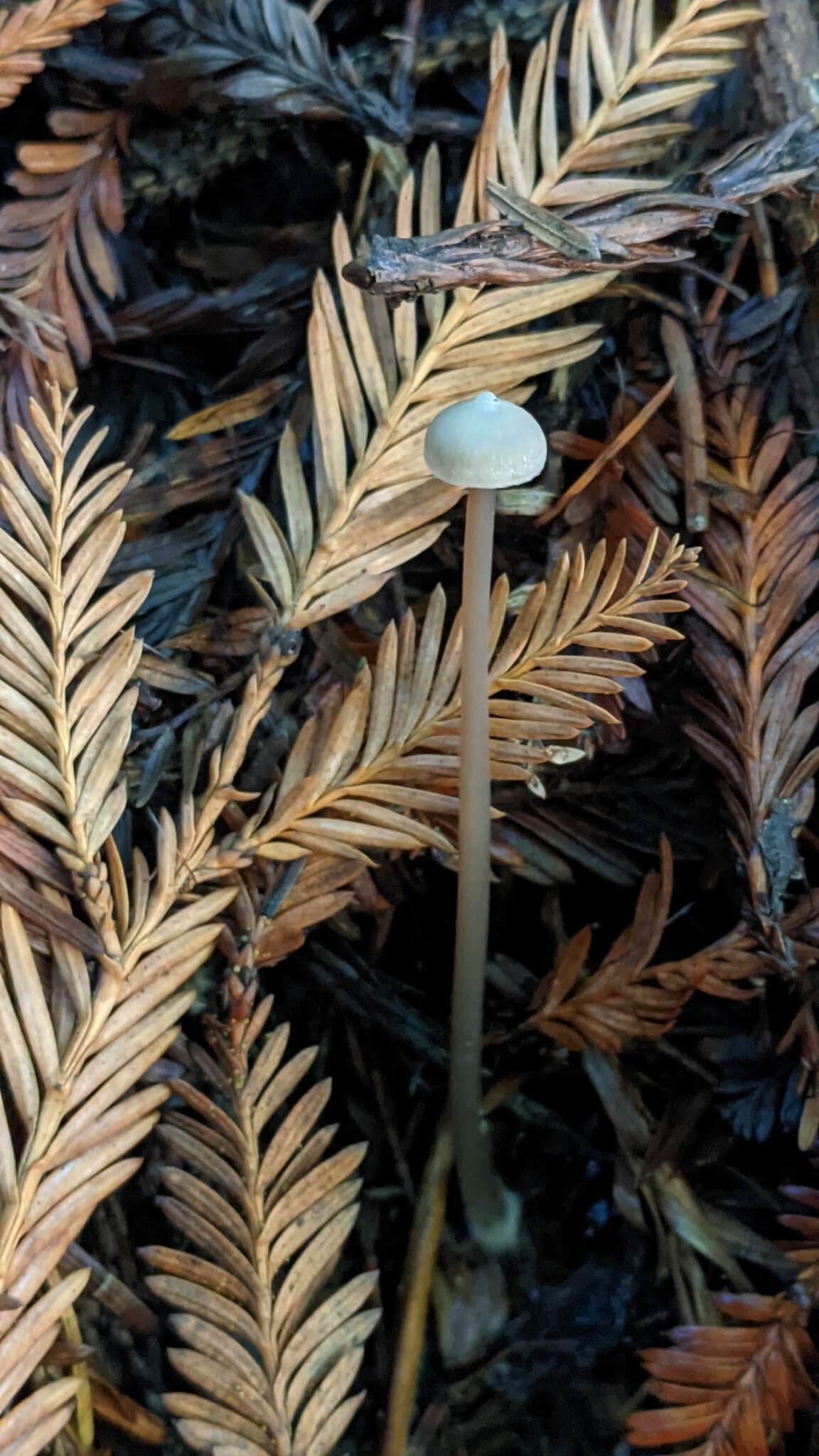 Image of Entoloma bicoloripes (Largent & Thiers) Noordel. & Co-David 2009