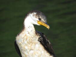 Image of Dwarf cormorants