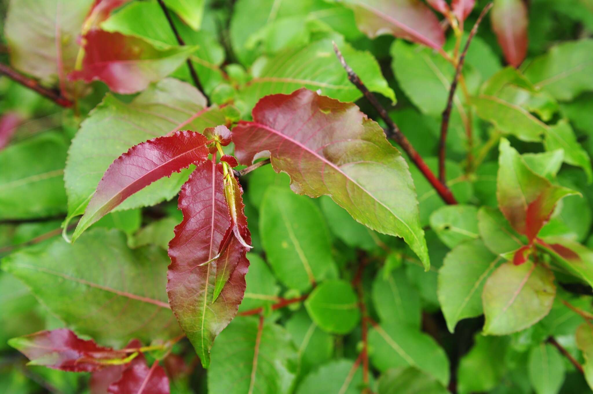 Image of Chosenia cardiophylla (Trautv. & C. A. Mey.) N Chao