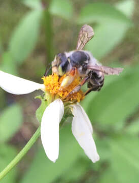 Image de Megachile policaris Say 1831