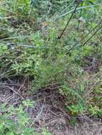 Image of compact prairie clover