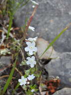 صورة Iberodes linifolia (L.) Serrano, R. Carbajal & S. Ortiz