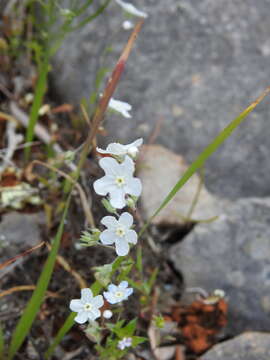 Image of whiteflower navelwort