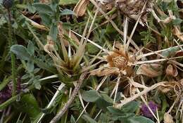 Слика од Centaurea pungens Pomel