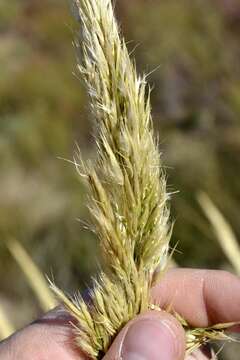 Image of Capeochloa cincta (Nees) N. P. Barker & H. P. Linder