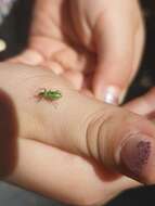 Image of Phyllobius (Phyllobius) arborator (Herbst 1797)