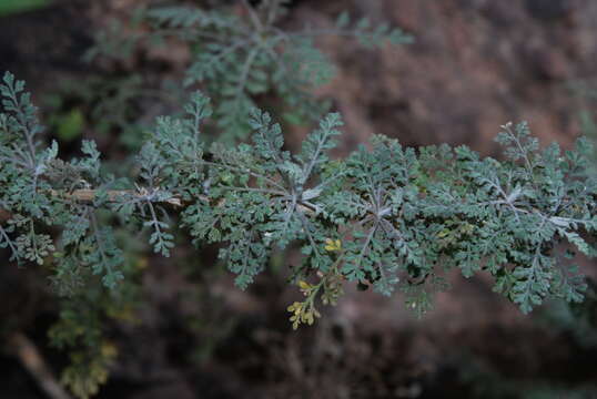 Image of Descurainia millefolia (Jacq.) Webb & Berthel.