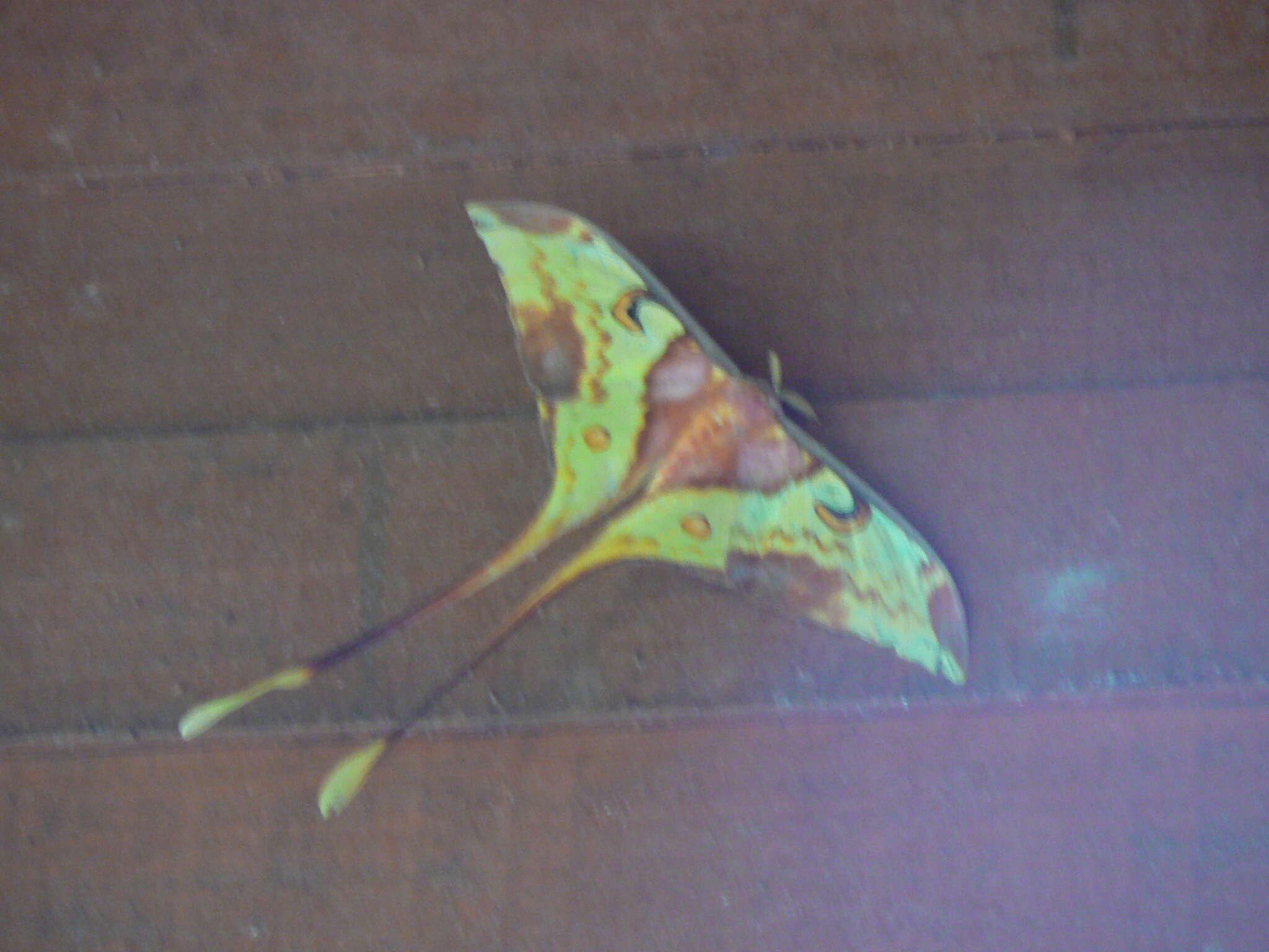 Image of Malaysian moon moth