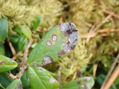 Mycosphaerella stemmatea (Fr.) Romell 1890 resmi